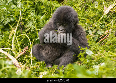 Baby mountain gorilla sitting in vegetation, Volcanoes National Park, Rwanda Stock Photo