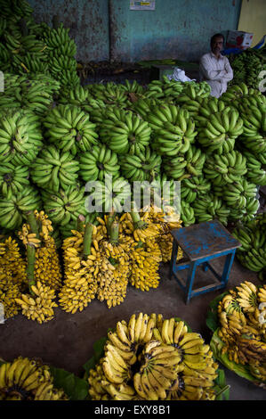 MYSORE, INDIA - NOVEMBER 4, 2012: Indian vendor sits at stall filled with green and yellow bananas in the Devaraja Market. Stock Photo