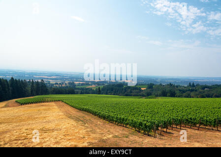 View of a vineyard with the Willamette Valley below in Oregon wine country Stock Photo