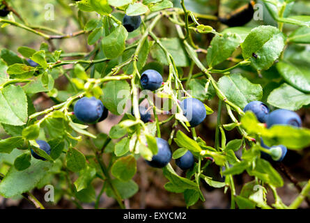 ripe blueberries on a green blueberry bush Stock Photo