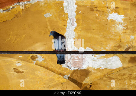 A pigeon perched on a bar under a portico. Stock Photo