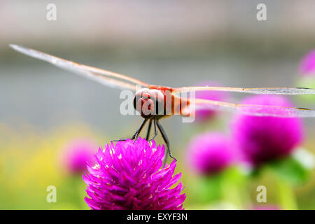 Dragonfly on red flower
