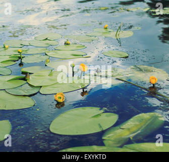 yellow water lilies and reflection of blue sky in water Stock Photo