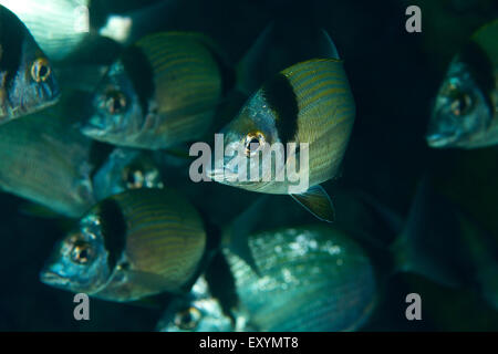 Underwater close-up view of a fish school of common two-banded seabreams (Diplodus vulgaris) in Mediterranean sea (Majorca, Balearic Islands, Spain) Stock Photo