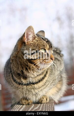 big cat on wooden fence in a winter day Stock Photo