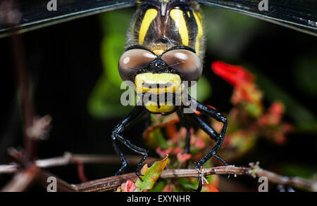 Golden-ringed Dragonfly Stock Photo