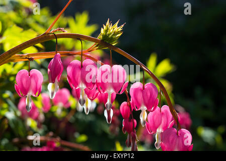 Close up of the heart shaped red flowers of a bleeding heart, Dicentra Spectabilis. An arching stem of hanging flowers. Stock Photo