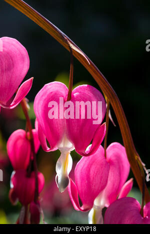Close up of the heart shaped red flowers of a bleeding heart, Dicentra Spectabilis. Stock Photo