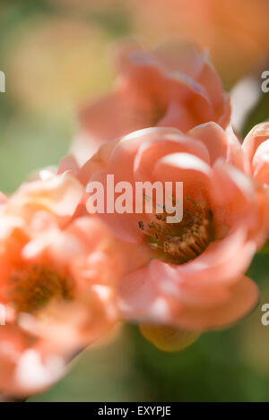 An unusual double flowered Japanese Quince with gorgeous peachy coloured flowers. Stock Photo