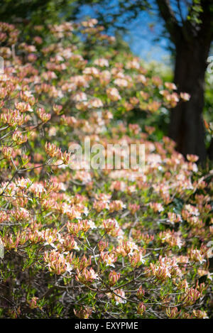 Mass of deciduous Azalea coming into bloom in spring sunshine. Stock Photo