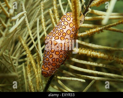 Sea life, close up image of a flamingo tongue snail, Cyphoma gibbosum, underwater in the Caribbean sea Stock Photo