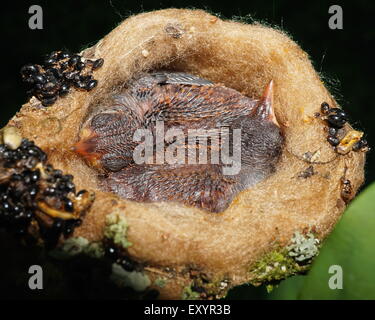 Close-up image of two baby bird of rufous-tailed hummingbird sleeping in the nest, Central America, Panama Stock Photo