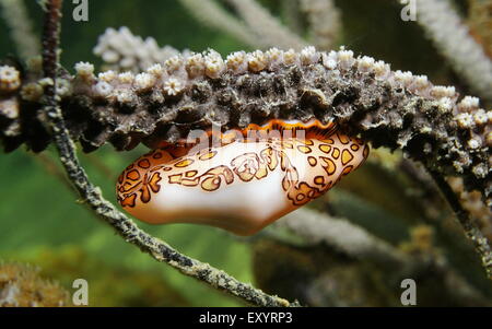Underwater marine life, close up of a flamingo tongue snail, Cyphoma gibbosum, on sea plume coral, Caribbean sea Stock Photo