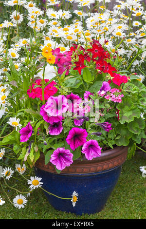 Mixed colorful flowers in a blue pot on display Stock Photo