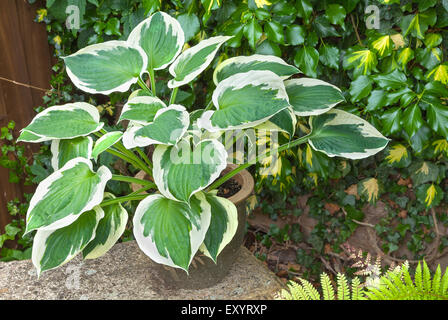 Variegated hosta with cream and green leaves in a planter Stock Photo