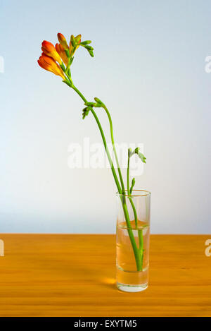 Red and yellow freesia flowers in a small  shot glass Stock Photo