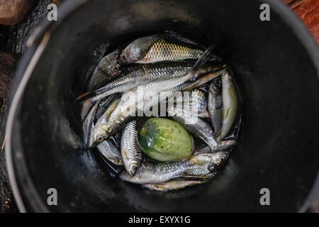 Grass carp (Ctenopharyngodon idella) fishes and other freshwater fishes, the catch of the day in Sungai Utik, Kapuas Hulu, West Kalimantan, Indonesia. Stock Photo