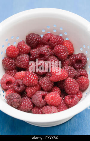 Rubus idaeus 'Autumn Bliss'. Freshly picked red berries in a colander. Stock Photo