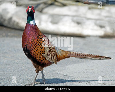 Ring-necked Pheasant in Road.