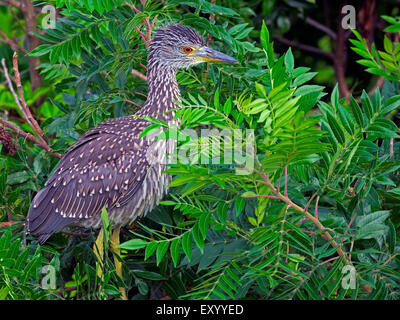 Juvenile Black-crowned Night heron in Trees Stock Photo