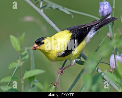 Male American Goldfinch Feeding in the Bushes Stock Photo