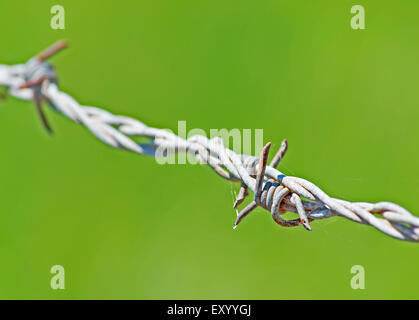 barb wire on green background Stock Photo