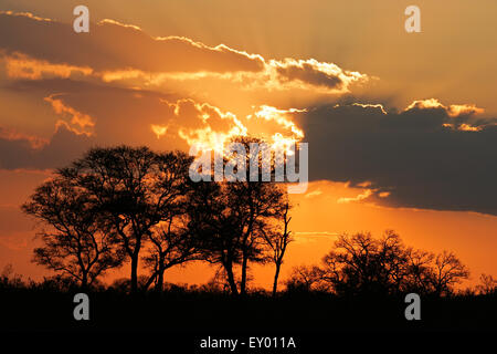 Sunset with silhouetted African savanna trees, Kruger National park, South Africa Stock Photo