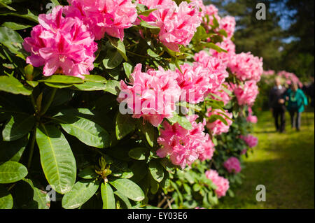 Rhododendron park Jansen Karlsbad BadenWürttemberg Germany Stock Photo