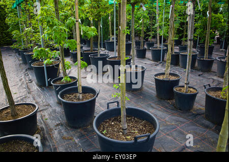 rhododendron gletschernacht Zwerg Rhododendron russatum Gletsche…