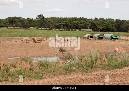 Pigs and pig sheds in field, Norfolk, UK Stock Photo