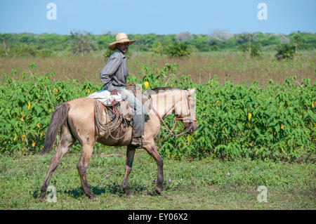 Brazilian Cowboy riding a Pantaneiro horse on a cattle ranch in the Pantanal, Mato Grosso, Brazil, South America Stock Photo