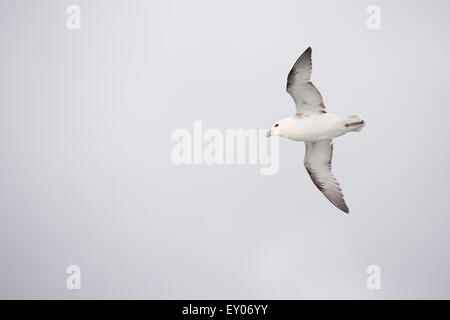 Northern fulmar, Fulmarus glacialis, flying and seen from below Stock Photo