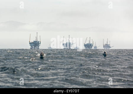 Two Pacific White-sided Dolphins race towards viewer away from 7 Oil Derricks behind them in the Santa Barbara Channel Stock Photo