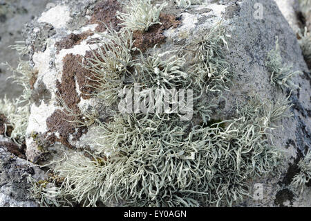 Luxurious, vigorous lichens grow on a stone wall above the beach of Village Bay, evidence of the unpolluted Atlantic air. Hirta, Stock Photo