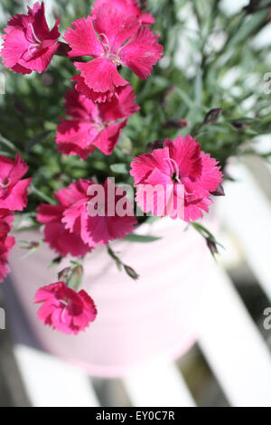 Carnation flowers, Dianthus caryophyllus or clove pink in the garden on a white metal table, close up vertical shot Stock Photo