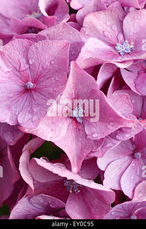 Beautiful Hortensia, Hydrangea macrophylla growing in the garden, macro shot just after the rain with bright great colors. Stock Photo