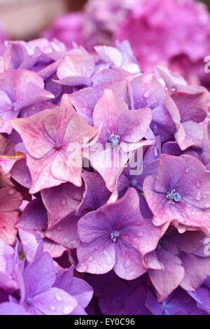 Beautiful Hortensia, Hydrangea macrophylla growing in the garden, macro shot just after the rain with bright great colors. Stock Photo