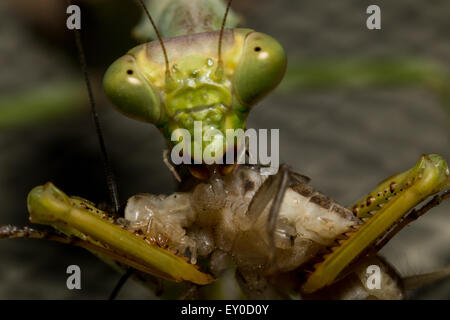 Praying Mantis eating Camel Cricket Stock Photo