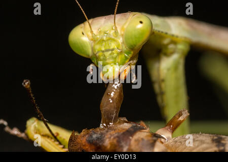 Praying Mantis eating Camel cricket Stock Photo