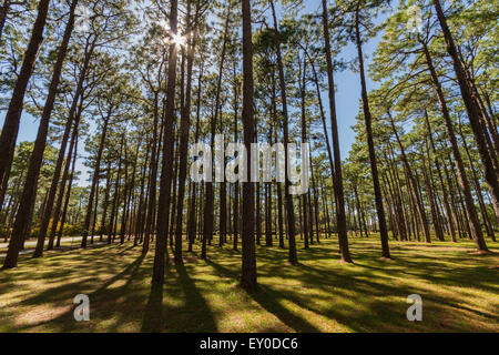 Sun shining through pine trees Stock Photo