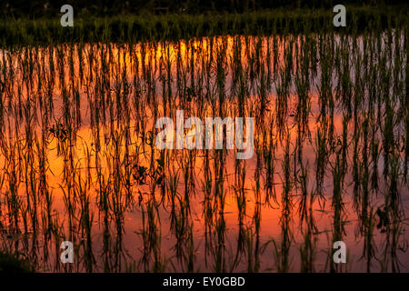 Rice paddy lit from sunset showing red, orange, yellow reflection. horizontal texture and background image Stock Photo