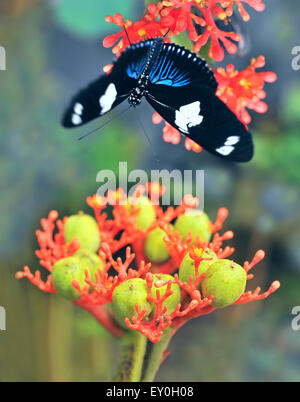 Butterflies on exotic tropical flower, Ecuador Stock Photo