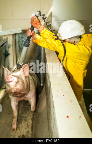 A worker wearing a yellow protective suit, white hard hat, and hairnet is holding a black hose with a coiled cord, directing it toward a pig standing in a narrow metal chute. The worker's hands are Stock Photo