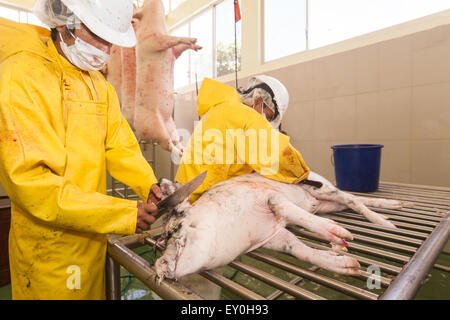 Two workers wearing yellow protective suits, white hard hats, hairnets, and face masks are processing a pig on a metal grate in what appears to be a slaughterhouse. One worker is using a large knife Stock Photo