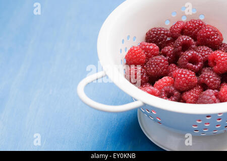 Rubus idaeus 'Autumn Bliss'. Freshly picked red berries in a colander. Stock Photo