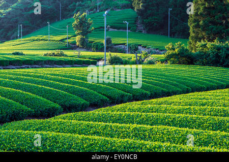 Green tea plantations, chabatake, in Shizuoka, Japan