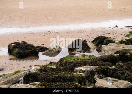Seaweed covered rocks and pools at the beach Stock Photo