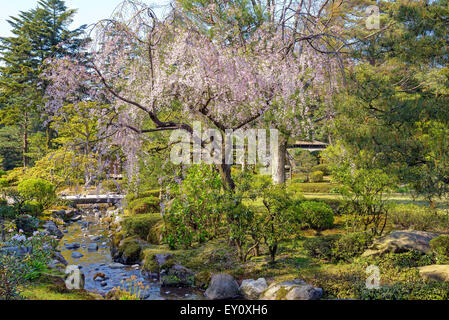 Cherry tree in Kenroku-en garden in Kanazawa, Japan. An old private garden, is one of the Three Great Gardens of Japan. Stock Photo