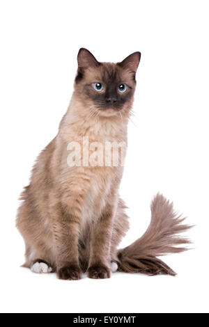 Ragdoll cat in front of a white background Stock Photo