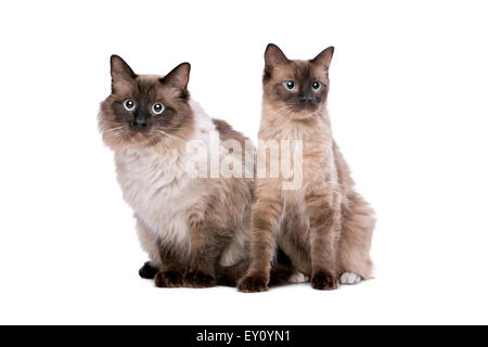 Ragdoll Cat Sitting On A Window Stock Photo - Download Image Now - Domestic  Cat, Ragdoll Cat, White Color - iStock